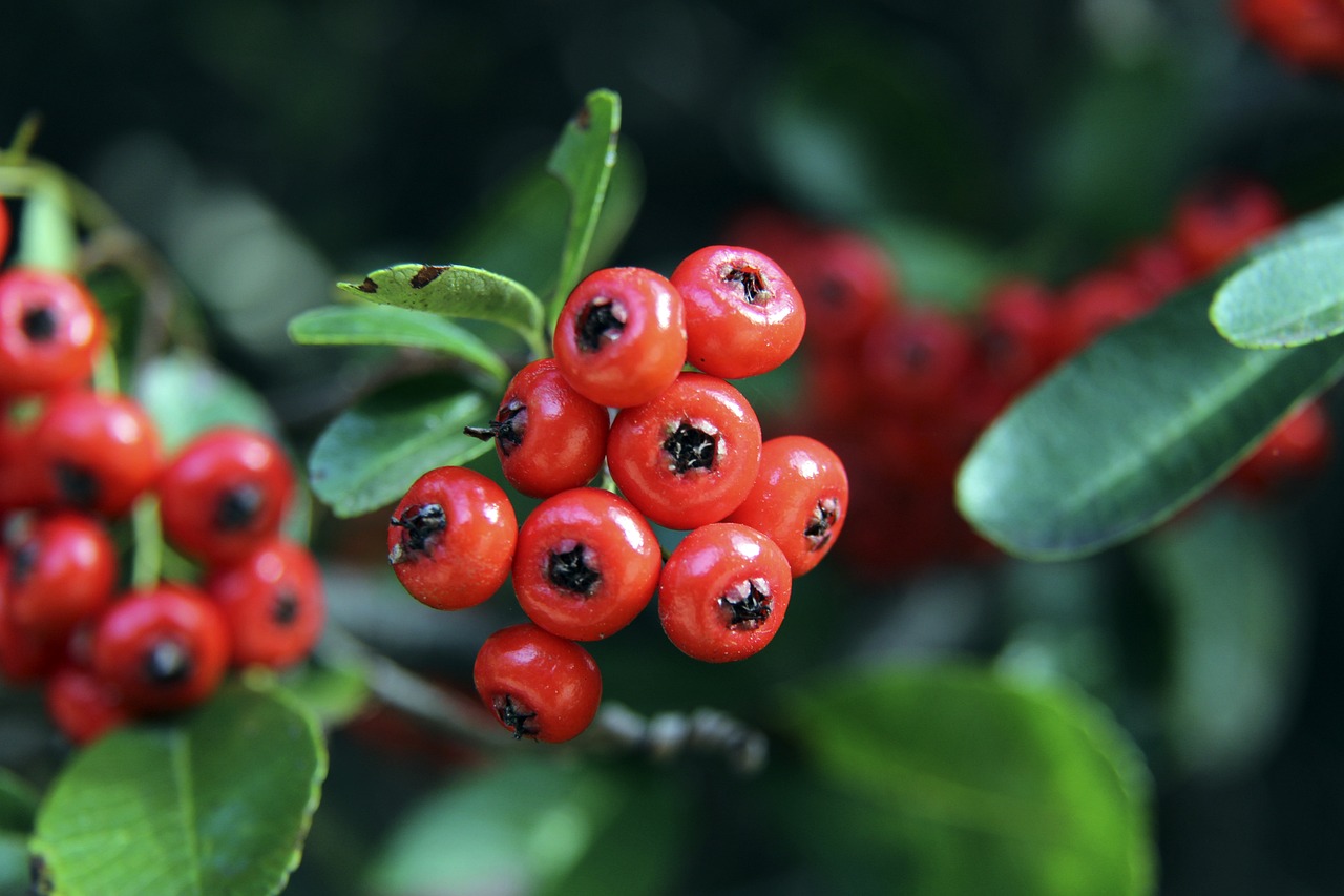 格蘭中場幾 格蘭中場幾